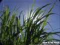 Guy Fanguy - Artist - Photographer - Guy Fanguy - Sugar Cane Farming - Louisiana (15).jpg Size: 48820 - 7